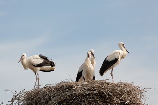 The white stork young baby birds costs in a big nest from rods