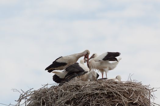 The white stork young baby birds costs in a big nest from rods