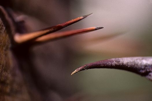 Three Cactus Thorns 028. Close up of three sharp cactus thorns.