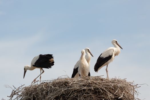 The white stork young baby birds costs in a big nest from rods