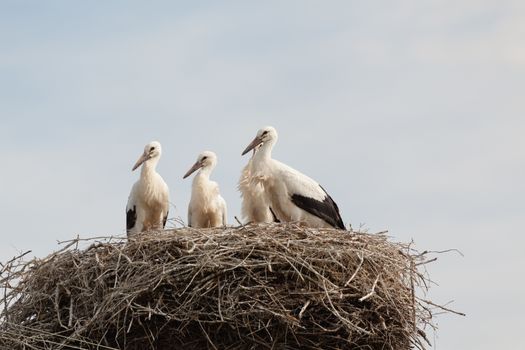 The white stork young baby birds costs in a big nest from rods