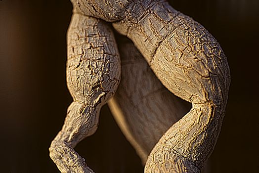 Cactus Trunk 065. A triple scaly cactus trunk.