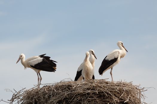 The white stork young baby birds costs in a big nest from rods