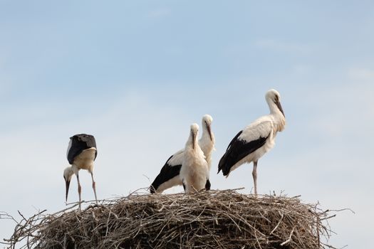 The white stork young baby birds costs in a big nest from rods