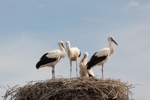 The white stork young baby birds costs in a big nest from rods