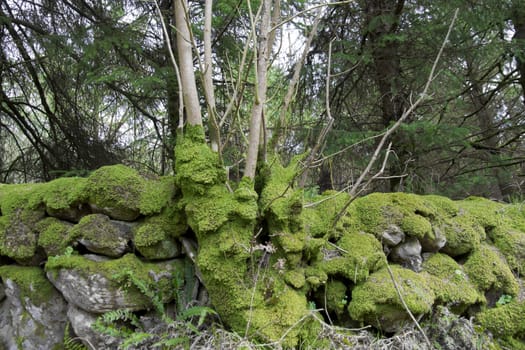 old stone walls covered in green moss at woods in Ireland
