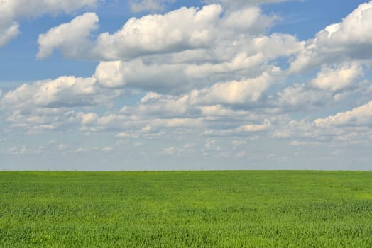 Green field on a background of the blue sky