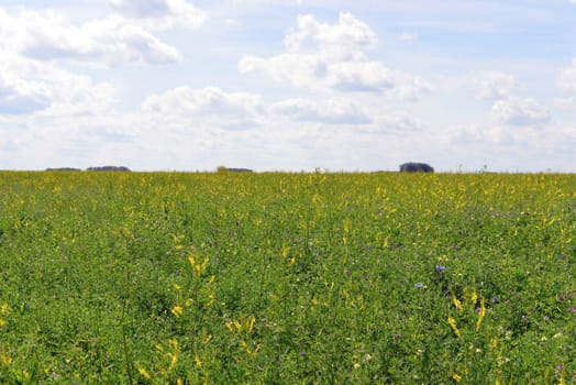 Green field on a background of the blue sky