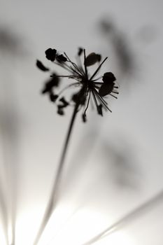 Artistic silhouette of flowers against the sun - shallow DOF