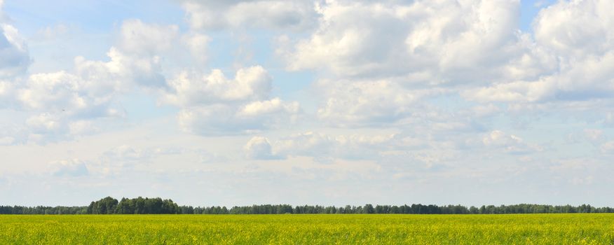 Green field and forest on a background of the blue sky