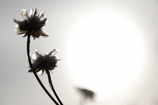 Artistic silhouette of flowers against the sun - shallow DOF