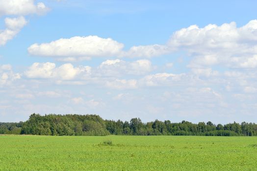 Green field and forest on a background of the blue sky