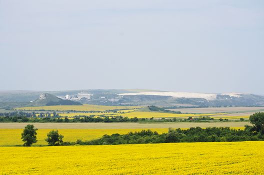 Summer Sunflower Yellow Rural Landscape
