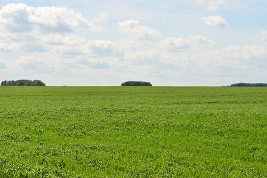 Green field on a background of the blue sky