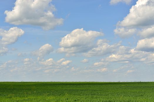 Green field on a background of the blue sky