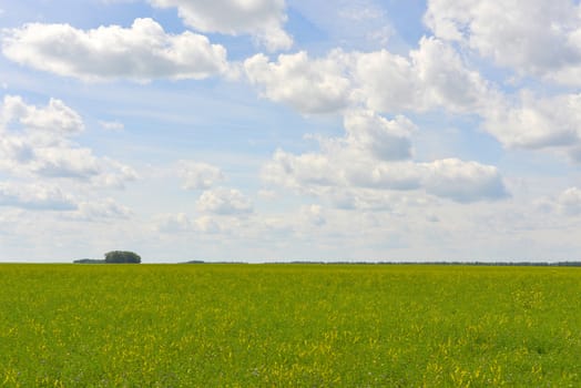 Green field on a background of the blue sky