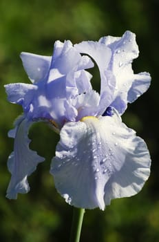 Photo of Iris Flower in Springtime