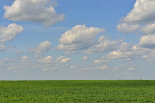 Green field on a background of the blue sky