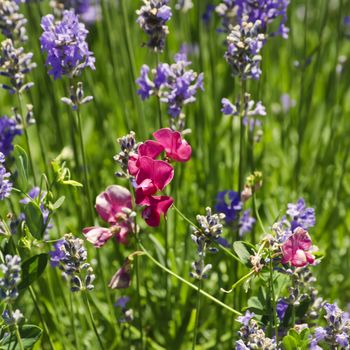 Pink Vetch Flower Over Green Grass Background