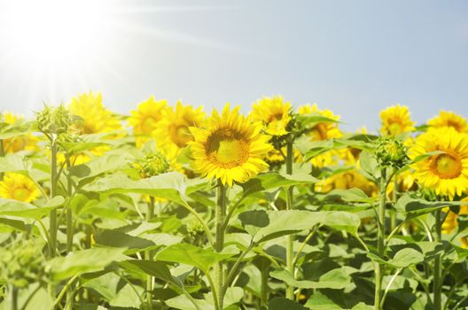 Summer Sunflower Yellow Rural Landscape