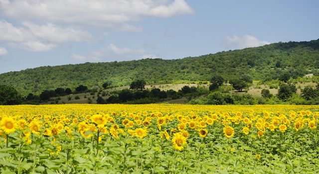 Yellow Sunflower in Summertime Over Natura Bbackground