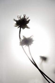 Artistic silhouette of flowers against the sun - shallow DOF