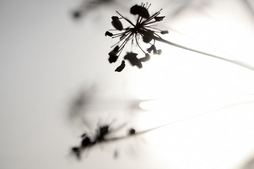 Artistic silhouette of flowers against the sun - shallow DOF