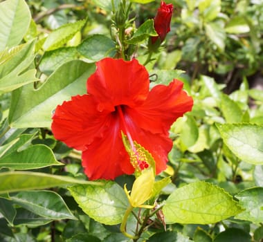 Full bloom of red hibiscus flower, in the park along the street.                              