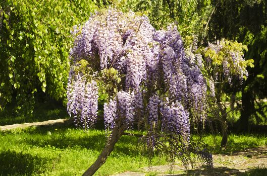 Spring Wistaria Flower Blossom in Nature