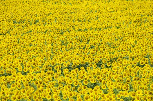 Summer Yellow Natural Sunflower Background