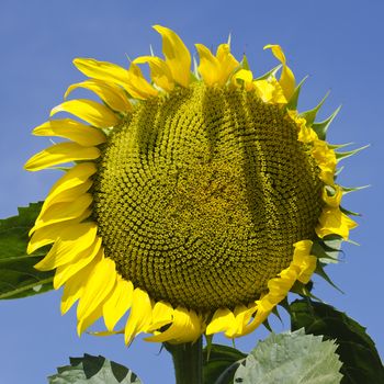 Yellow Sunflower in Summertime Over Sky Background 