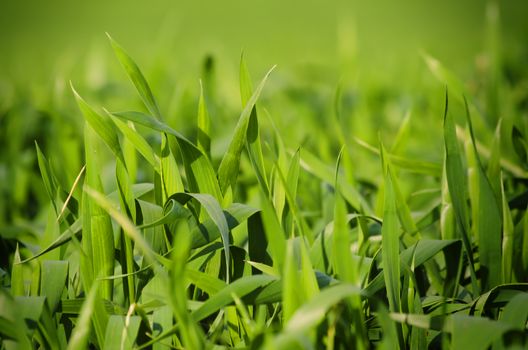Photo of Spring Green Vitality Grass