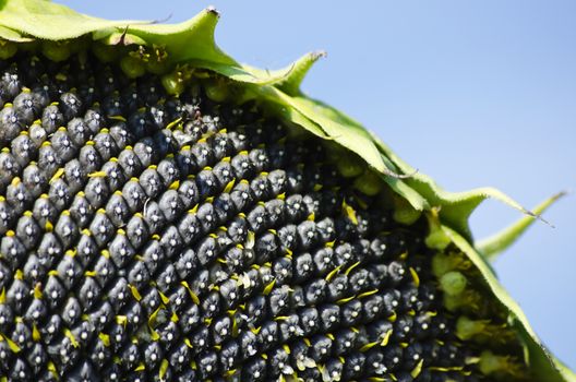 Yellow Sunflower in Summertime Over Sky Background 