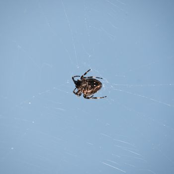 Single Spider Over Blue Sky