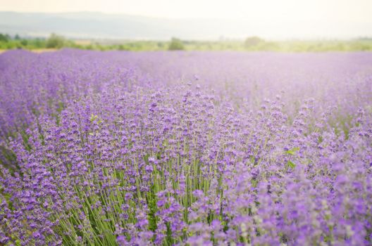 Photo of the Purple Lavender Blossom Field