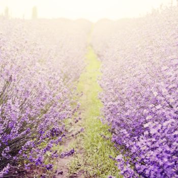 Photo of the Purple Lavender Blossom Field
