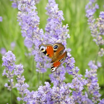 Photo of the Purple Lavender Blossom With Butterfly