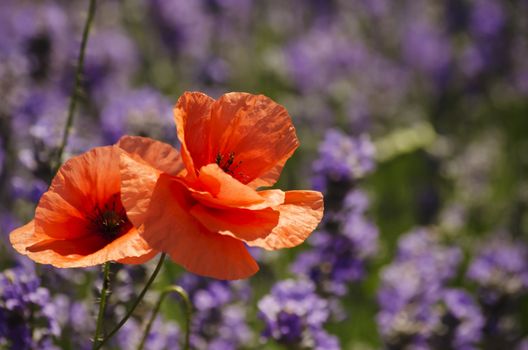Poppy Flower Over Purple Lavender Background