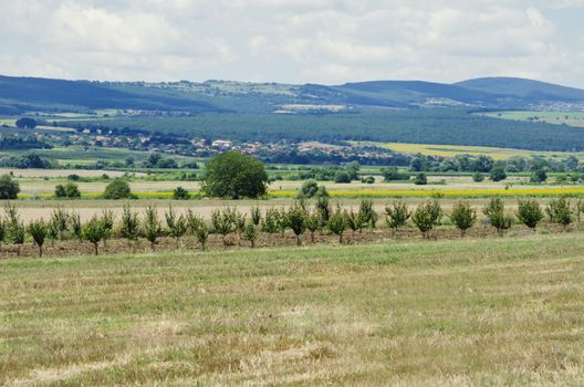 Rural Landscape in Summertime With Fields and Meadows