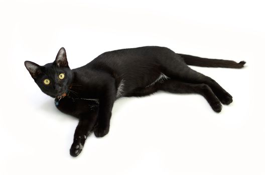 Black cat isolated on white background