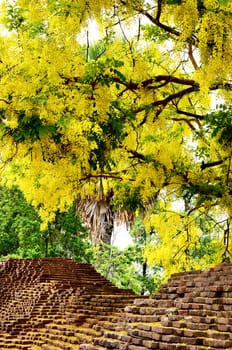 Golden shower flower with Ancient wall of Chiangmai city