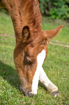 Young foal grazing green grass
