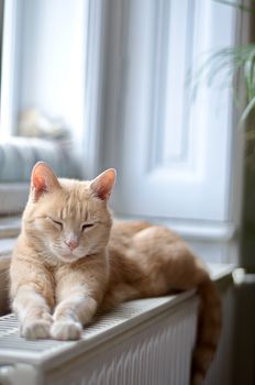 Ginger cat sleeping