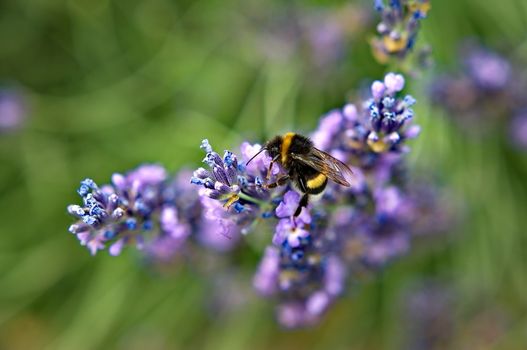 Bee on a levander flower