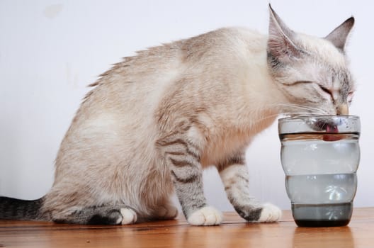 cute kitten drinking