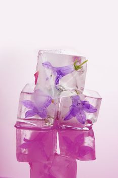 Beautiful flower blossom frozen in ice cubes isolated on pink background with reflection. Beauty in Nature. 