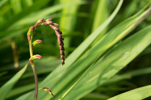 the beautiful flower with green leaves ideal for romance and wallpaper purposes