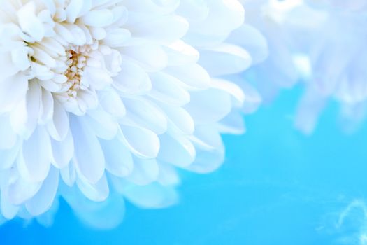 Romance concept. White chrysanthemum flower on blue background