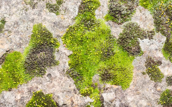 the beautiful stone surface with green moss background for wallpaper and background purposes
