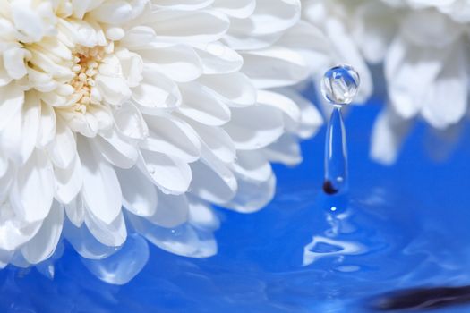 Romance concept. White chrysanthemum flower on water surface with splash